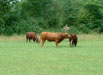 Lee House Farm