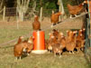 Lee House Farm