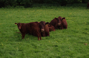 Sussex Cows