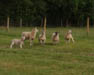 Organic Lamb
